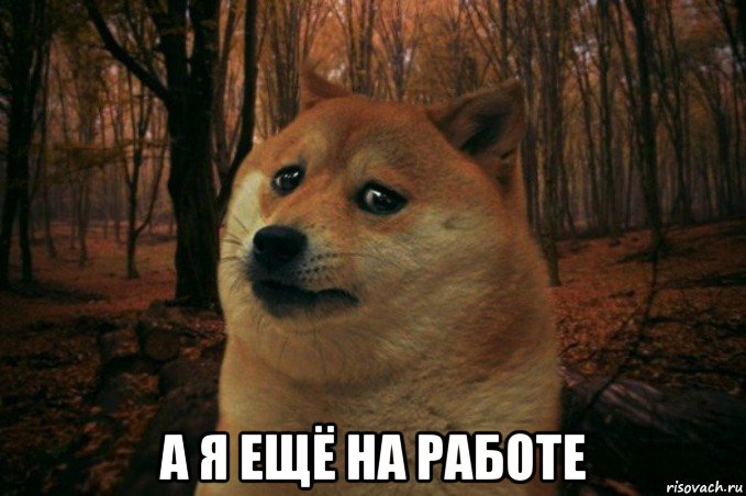  а я ещё на работе, Мем SAD DOGE