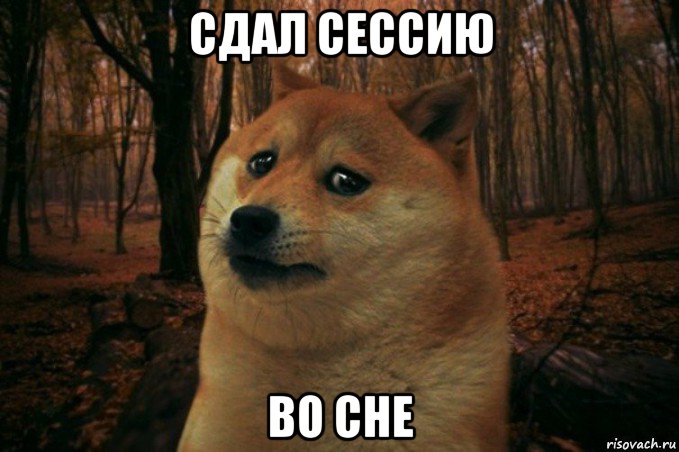 сдал сессию во сне, Мем SAD DOGE