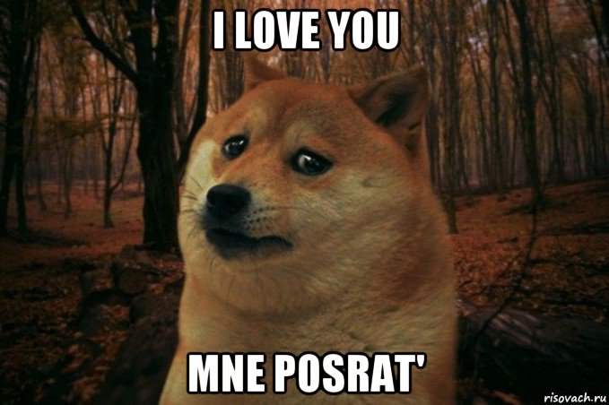 i love you mne posrat', Мем SAD DOGE