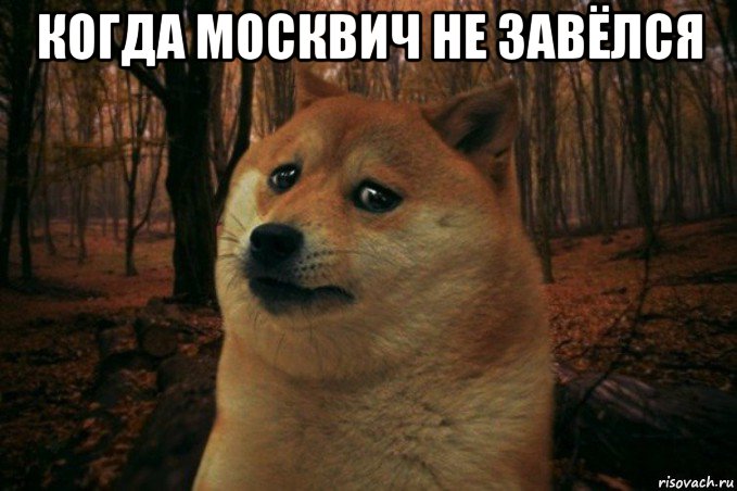 когда москвич не завёлся , Мем SAD DOGE