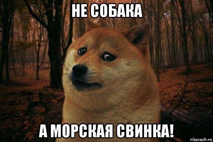 не собака а морская свинка!, Мем SAD DOGE