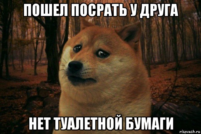 пошел посрать у друга нет туалетной бумаги, Мем SAD DOGE