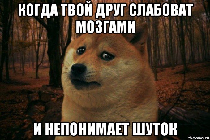 когда твой друг слабоват мозгами и непонимает шуток, Мем SAD DOGE