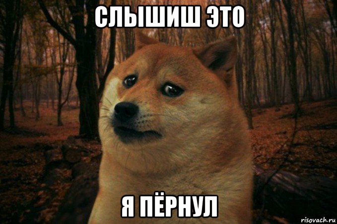 слышиш это я пёрнул, Мем SAD DOGE