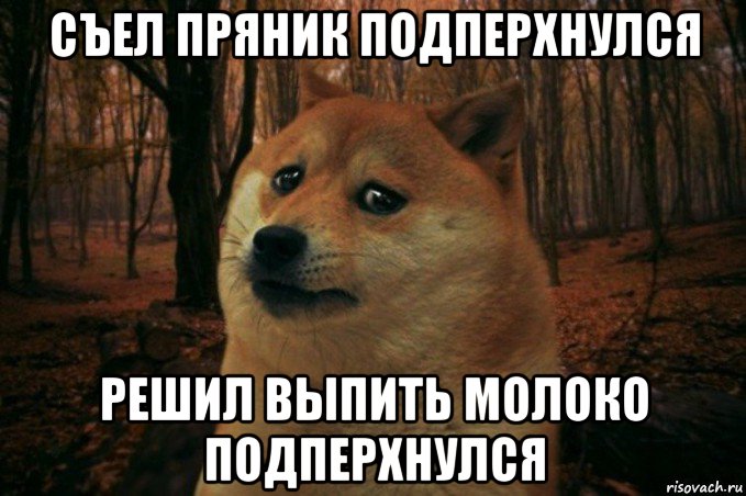 съел пряник подперхнулся решил выпить молоко подперхнулся, Мем SAD DOGE