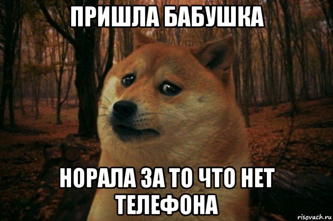 пришла бабушка норала за то что нет телефона, Мем SAD DOGE