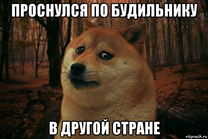 проснулся по будильнику в другой стране, Мем SAD DOGE