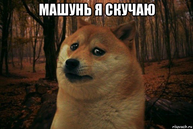 машунь я скучаю , Мем SAD DOGE