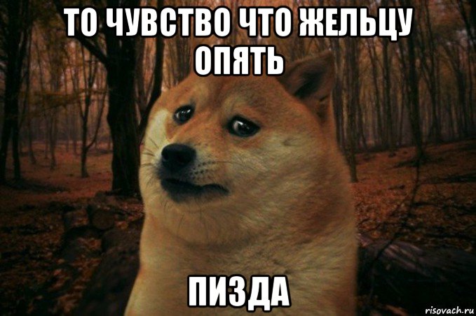 то чувство что жельцу опять пизда, Мем SAD DOGE