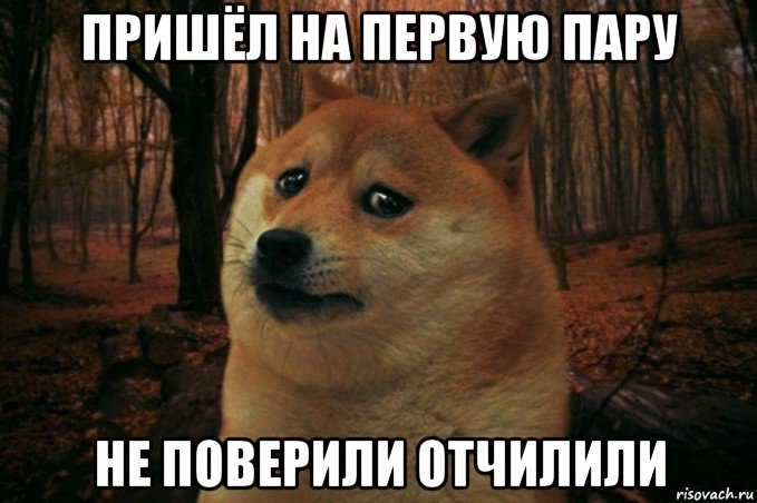 пришёл на первую пару не поверили отчилили, Мем SAD DOGE