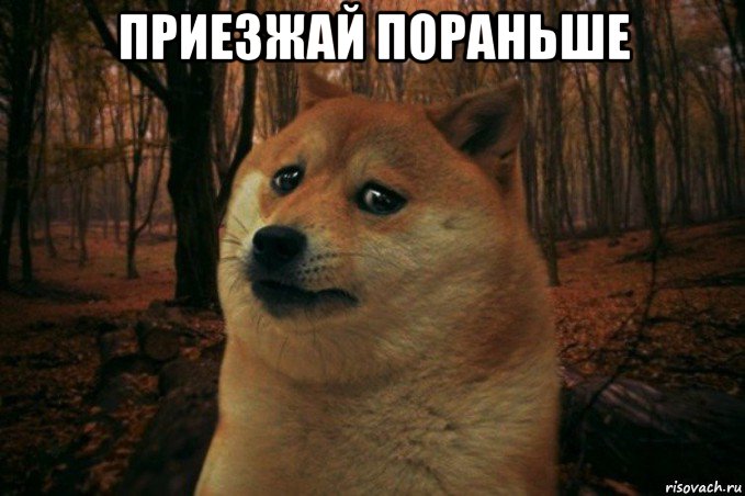 приезжай пораньше , Мем SAD DOGE