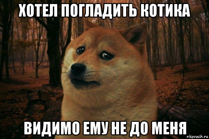 хотел погладить котика видимо ему не до меня, Мем SAD DOGE