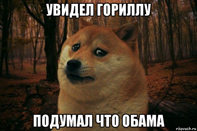 увидел гориллу подумал что обама, Мем SAD DOGE