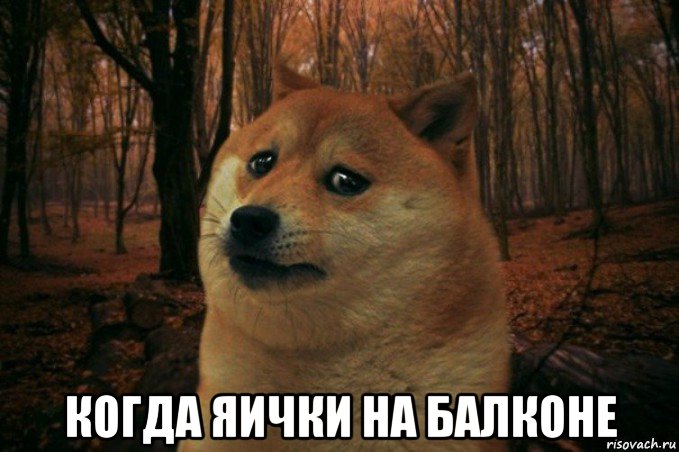  когда яички на балконе, Мем SAD DOGE