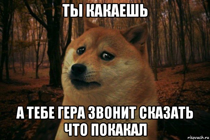 ты какаешь а тебе гера звонит сказать что покакал, Мем SAD DOGE