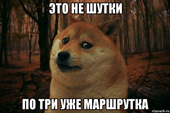 это не шутки по три уже маршрутка, Мем SAD DOGE