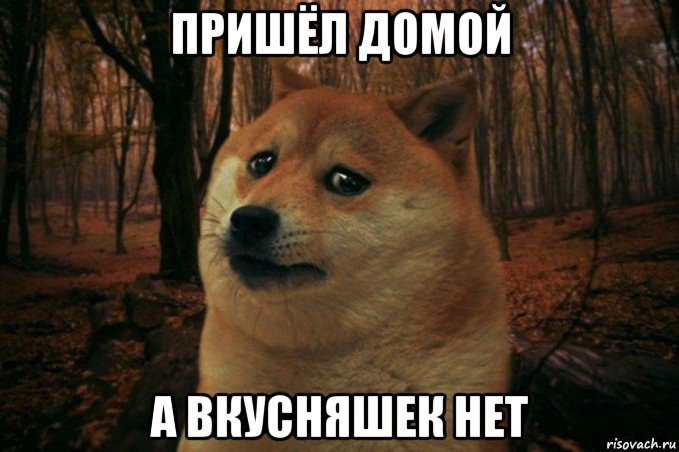 пришёл домой а вкусняшек нет, Мем SAD DOGE