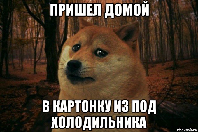 пришел домой в картонку из под холодильника, Мем SAD DOGE