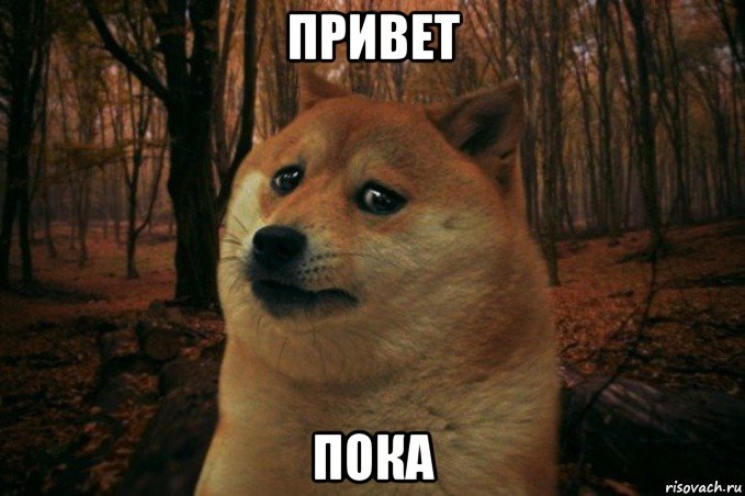 привет пока, Мем SAD DOGE