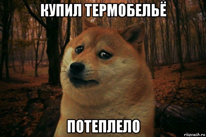 купил термобельё потеплело, Мем SAD DOGE