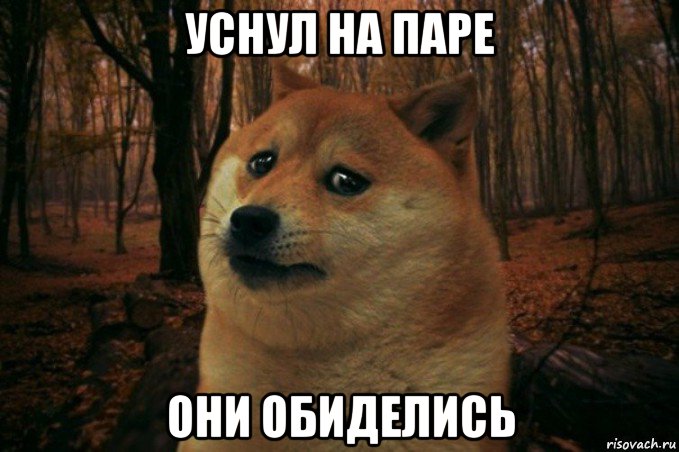 уснул на паре они обиделись, Мем SAD DOGE