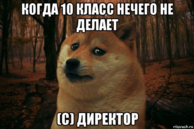 когда 10 класс нечего не делает (с) директор, Мем SAD DOGE