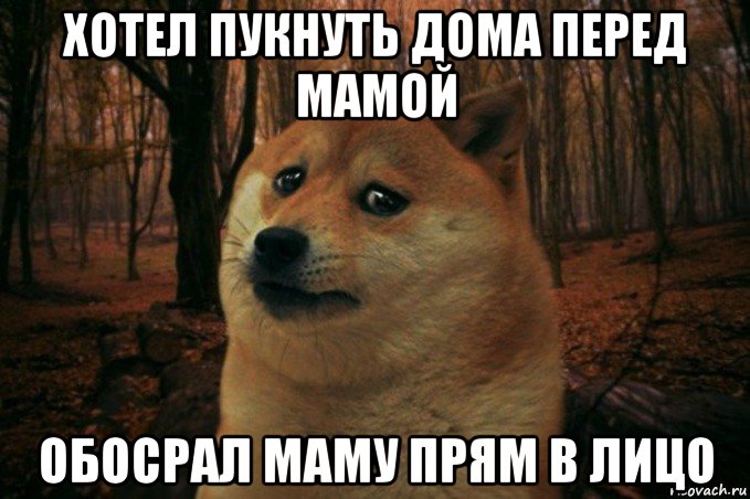 хотел пукнуть дома перед мамой обосрал маму прям в лицо, Мем SAD DOGE