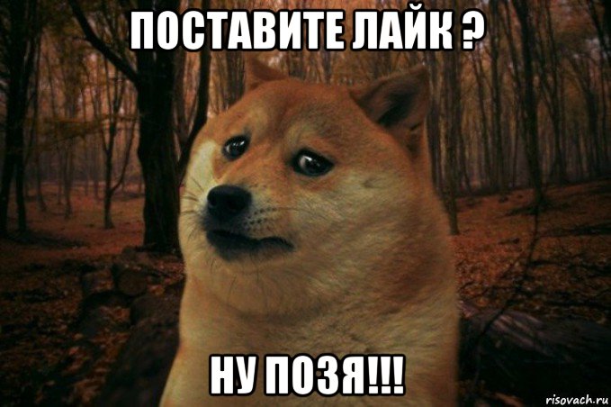 поставите лайк ? ну позя!!!, Мем SAD DOGE