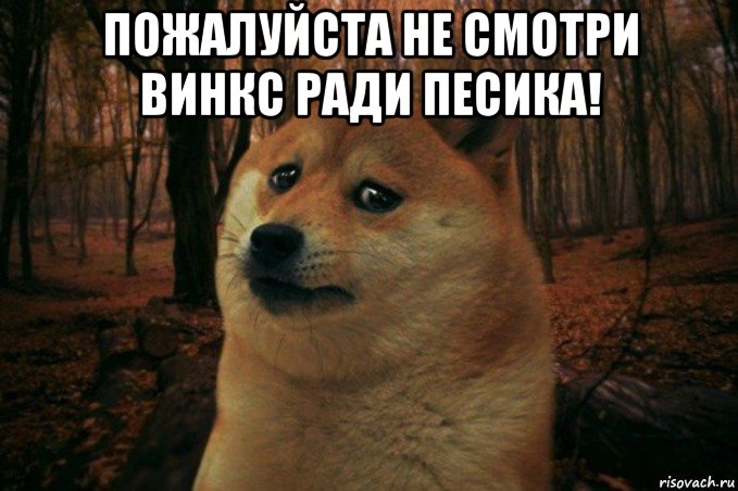 пожалуйста не смотри винкс ради песика! , Мем SAD DOGE