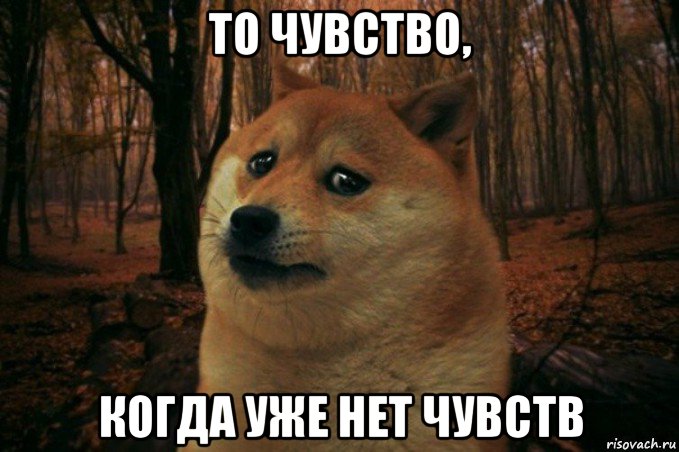 то чувство, когда уже нет чувств, Мем SAD DOGE