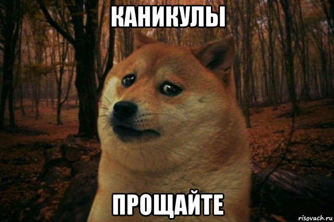 каникулы прощайте, Мем SAD DOGE