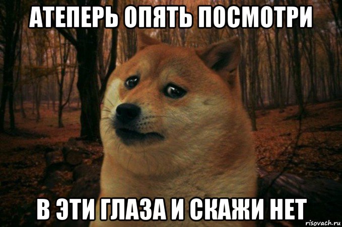 атеперь опять посмотри в эти глаза и скажи нет, Мем SAD DOGE