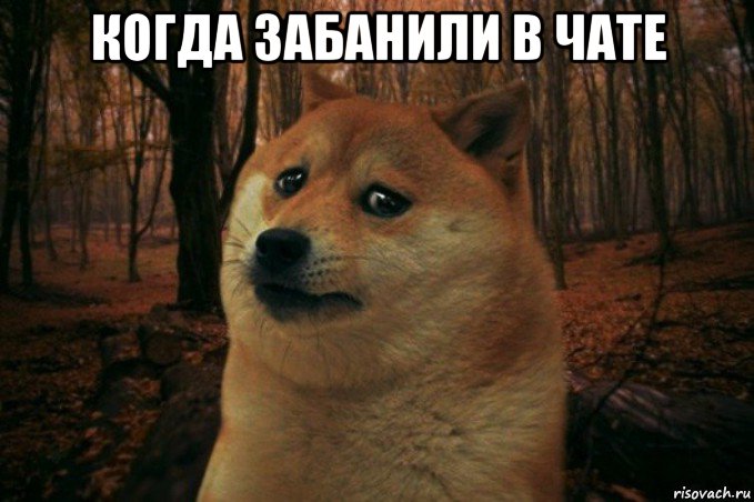 когда забанили в чате , Мем SAD DOGE