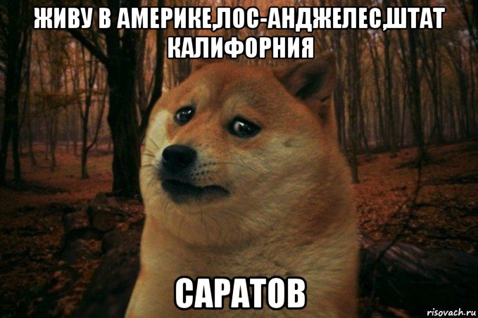 живу в америке,лос-анджелес,штат калифорния саратов, Мем SAD DOGE