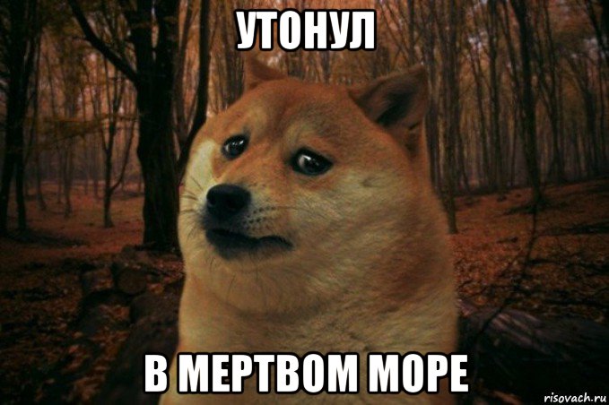 утонул в мертвом море, Мем SAD DOGE