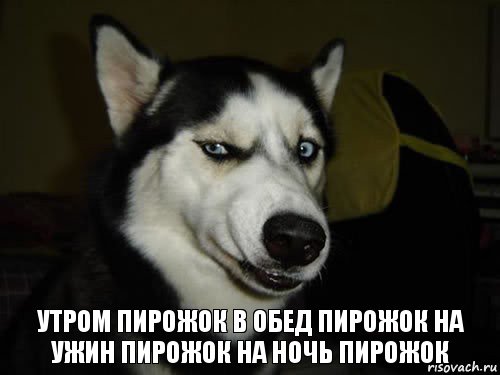 Утром пирожок в обед пирожок на ужин пирожок на ночь пирожок, Комикс  Собака подозревака