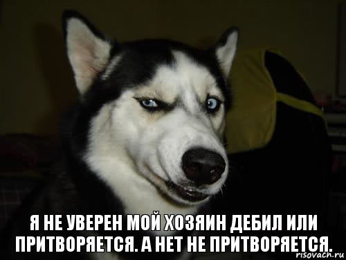 Я не уверен мой хозяин дебил или притворяется. А нет не притворяется., Комикс  Собака подозревака