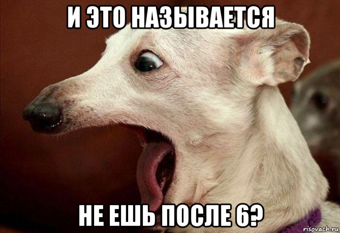 и это называется не ешь после 6?, Мем  собака