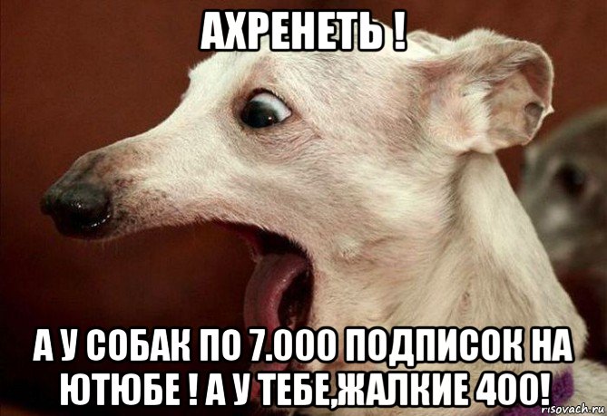 ахренеть ! а у собак по 7.000 подписок на ютюбе ! а у тебе,жалкие 400!, Мем  собака