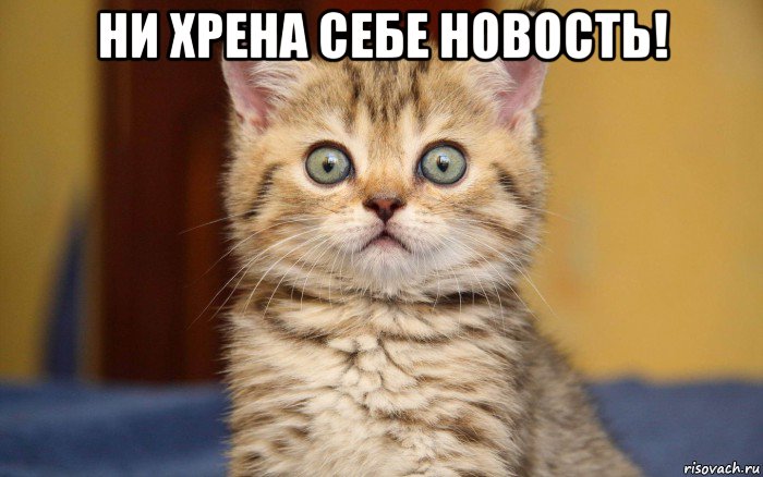 ни хрена себе новость! , Мем  удивление