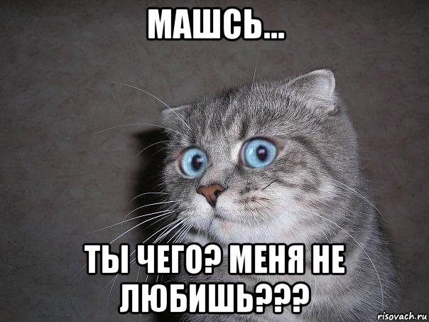 машсь... ты чего? меня не любишь???, Мем  удивлённый кот