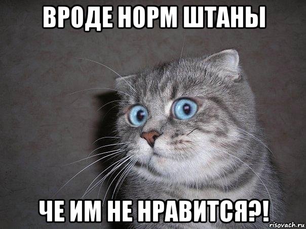 вроде норм штаны че им не нравится?!, Мем  удивлённый кот