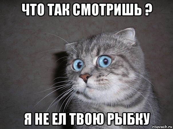 что так смотришь ? я не ел твою рыбку