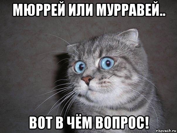 мюррей или мурравей.. вот в чём вопрос!, Мем  удивлённый кот