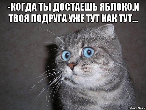 -когда ты достаешь яблоко,и твоя подруга уже тут как тут... , Мем  удивлённый кот