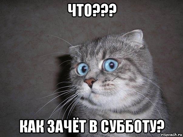 что??? как зачёт в субботу?, Мем  удивлённый кот