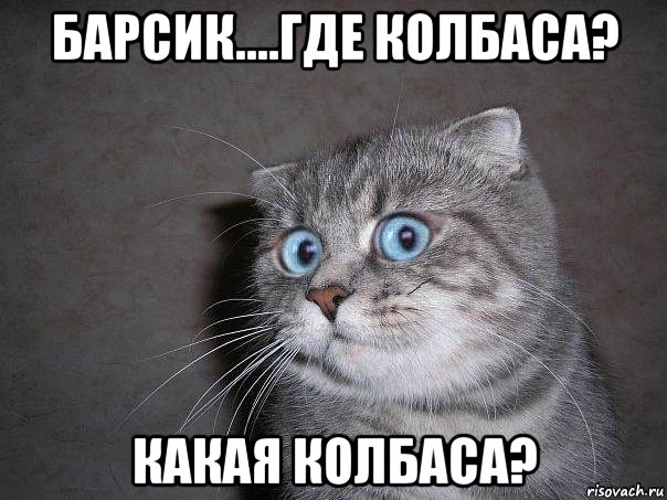 барсик....где колбаса? какая колбаса?, Мем  удивлённый кот