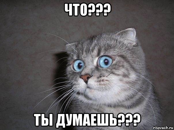 что??? ты думаешь???, Мем  удивлённый кот