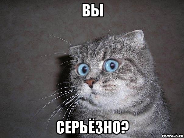 вы серьёзно?, Мем  удивлённый кот