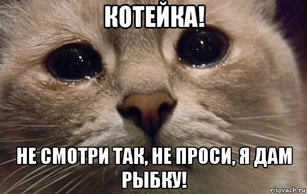 котейка! не смотри так, не проси, я дам рыбку!, Мем   В мире грустит один котик